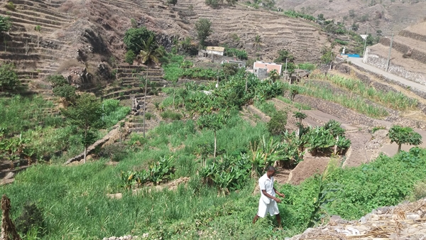 Promouvoir une agriculture durable: défis uniques dans les petits Etats insulaires en développement (PEID)